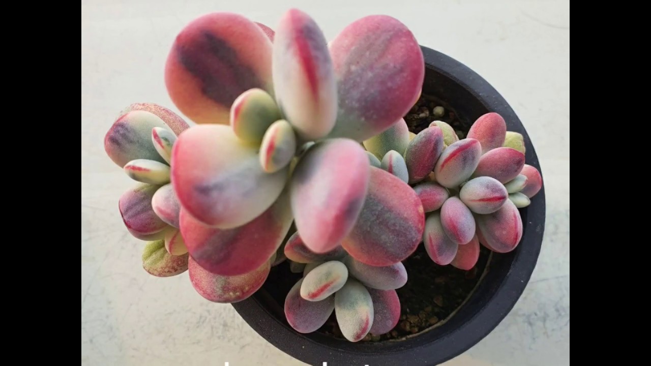 Rare Korean succulents 🌵 how to buy Korean succulents