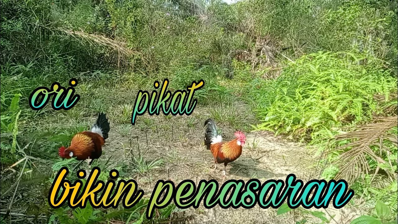 ayam hutan,, inilah kalok ayam ori sudah pernah di pikat bikin jadi penasaran