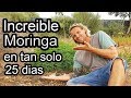 Moringa Oleifera || Crecimiento de 25 días
