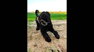 briard dog #dog #briard #fluff #shorts