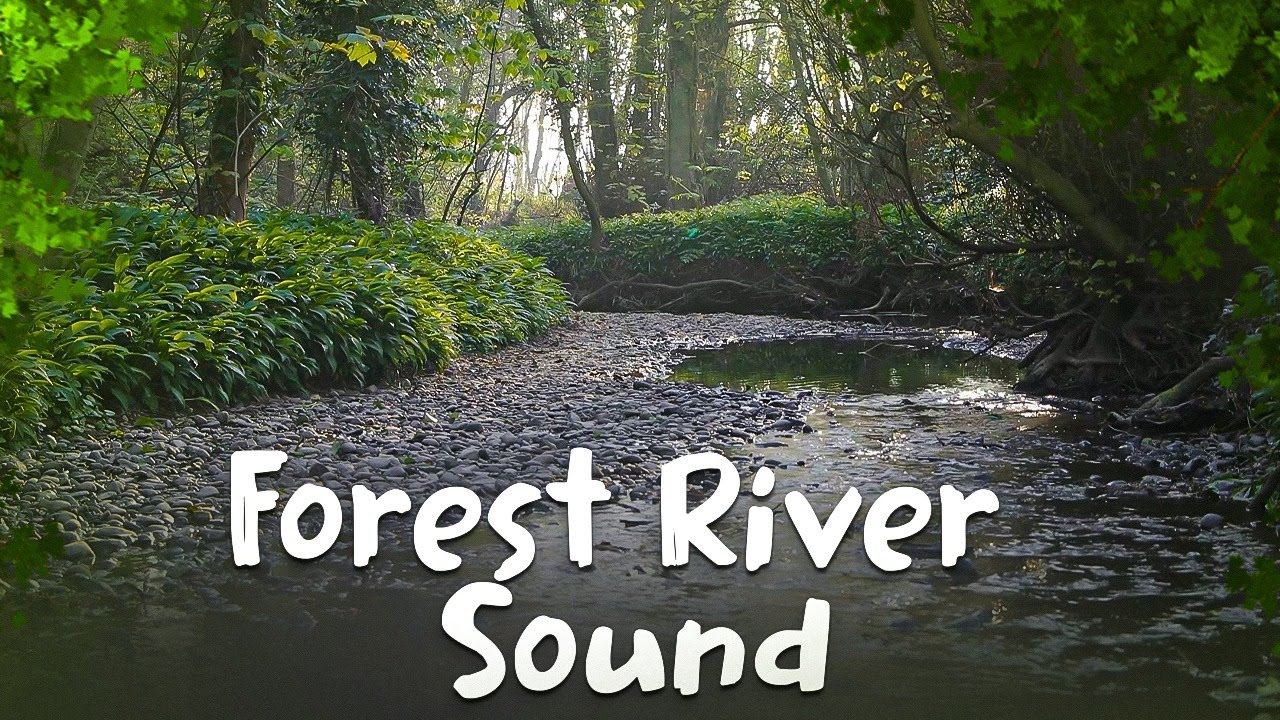 Relaxing Nature Sounds – Forest River Sound - YouTube