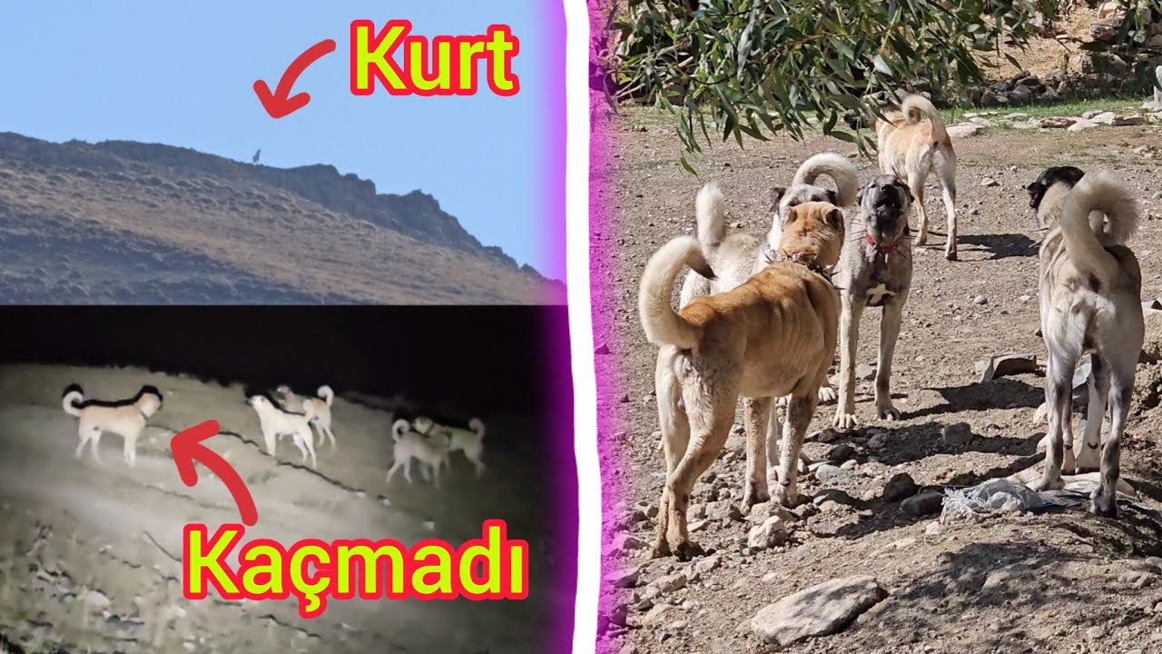 KURT SÜRÜYÜ GÖRÜNCE ULUMAYA BAŞLADI~GECE 4 KÖPEK KEŞE DALDI KEŞ HEPSİNİ GERİ PÜSKÜRTTÜ (BÜYÜK  GÖÇ )