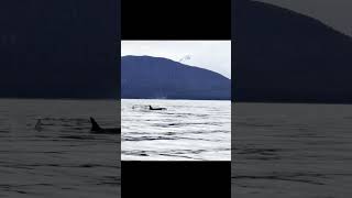 We found Orca’s in Alaska #whalewatching #alaska #carnival