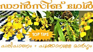 Orchid Care in Malayalam - Dancing Lady (Oncidium Orchid)
