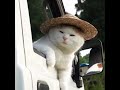 Котоледи.