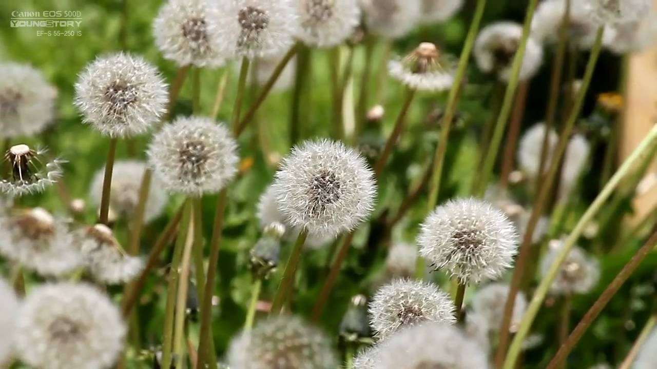 ON MVI 0631 55 250is