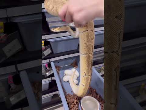 เก็บไข่งูกับSexy Ballpythonกัน