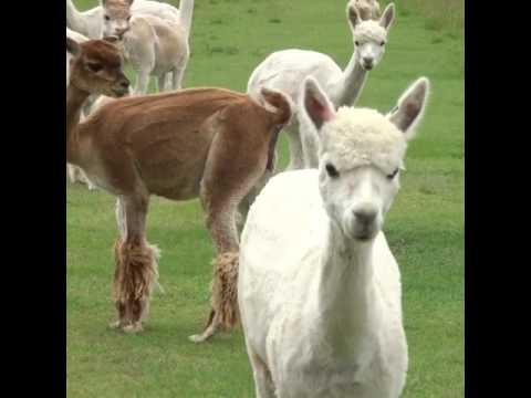 plop!-watch-as-this-baby-appears-and-scares-the-white-alpaca