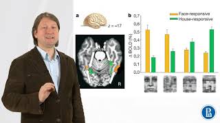 Perceptual Decision Making in the Human Brain - Introduction to Neuroeconomics: How the Brain Makes