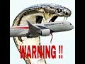 Warning  snake caught by camera in aeroplane mybe you never seen