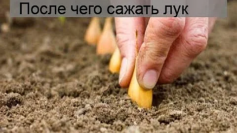 После чего сажать лук