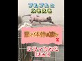 プルプルと震えてるほたて