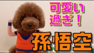 ドラゴンボールの孫悟空になったよ！【トイプードル】