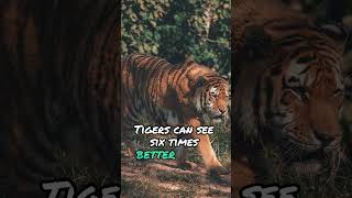 The Secret of Tigers: Unveiling Nature's Majestic Predators #tiger #secret #wildlife
