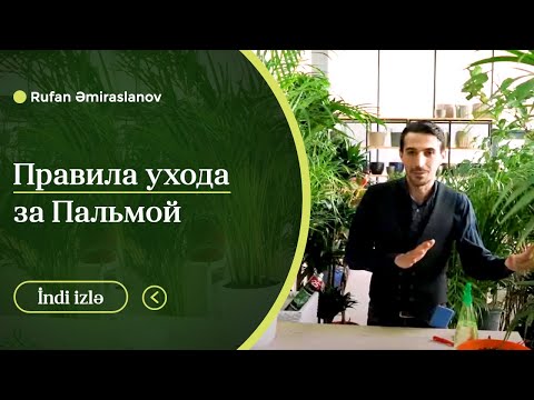 Video: Пальма дарагы деген эмне? Өсүмдүктүн сүрөттөлүшү, түрлөрү, сүрөт