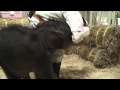 豊橋総合動植物公園（のんほいパーク）　ゾウの赤ちゃんの授乳2