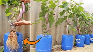 Breakthrough - Method for growing hydroponic eggplants at home that requires little care