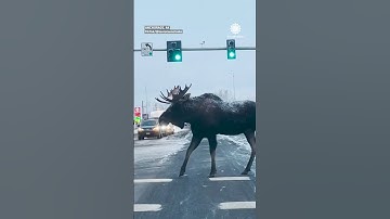 Moose Crosses Road Against Signal, Fast Oncoming Traffic