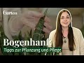 Bogenhanf: Tipps zur Pflanzung und Pflege