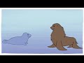 Seal vs sea lion animation