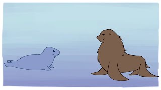 Seal vs Sea Lion Animation