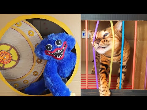 Videó: Miaou vagy miau?