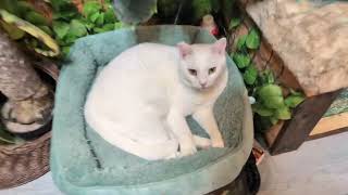 明日ムタの小さな里親会に参加する子達とシェルター日記としてこれからも投稿します