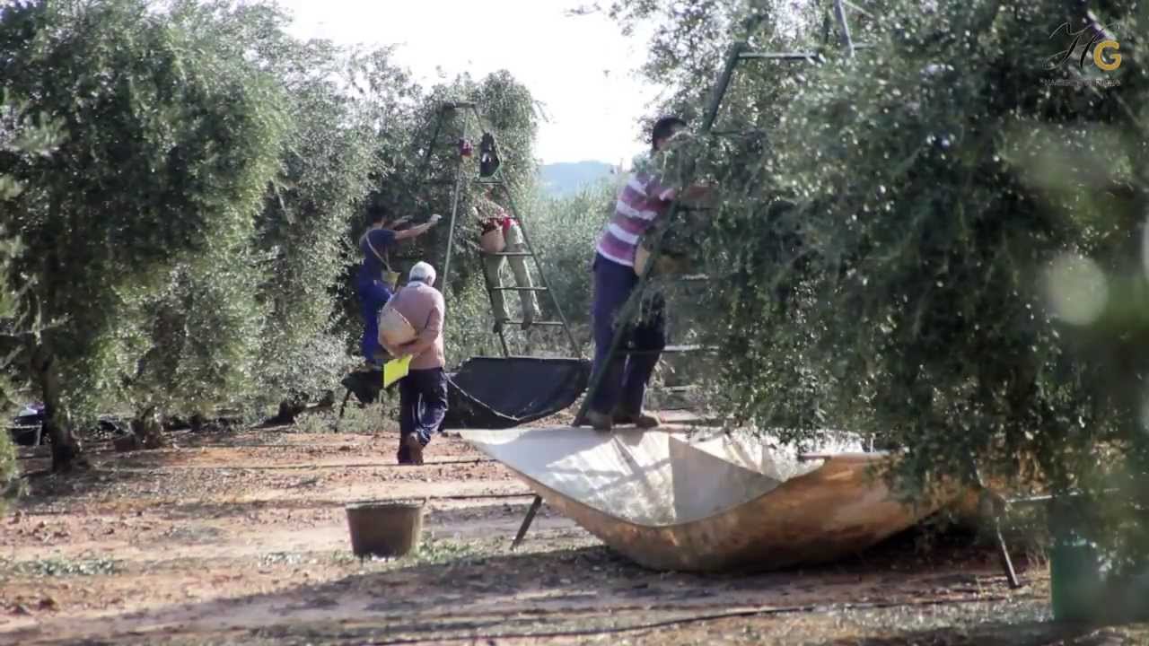 Recogida de aceituna en Sevilla 2012