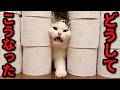 廊下に大量のトイレットペーパー置いたら猫が大変なことになってました
