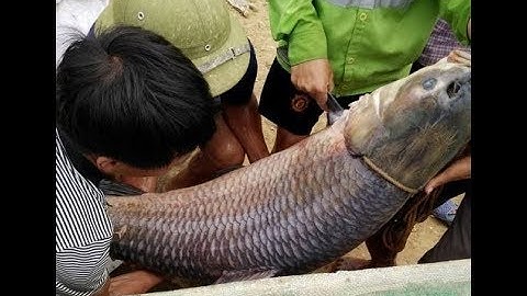 Cận cảnh câu cá tại Hồ núi cốc Thái Nguyên (Fishing)