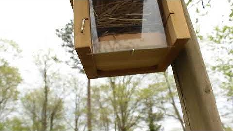 Day Five Of The Tree Swallows Nest.