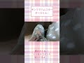 体に登ってくるチーズくんかわええ【懐きすぎハムスター】ハムスター可愛い癒し #shorts