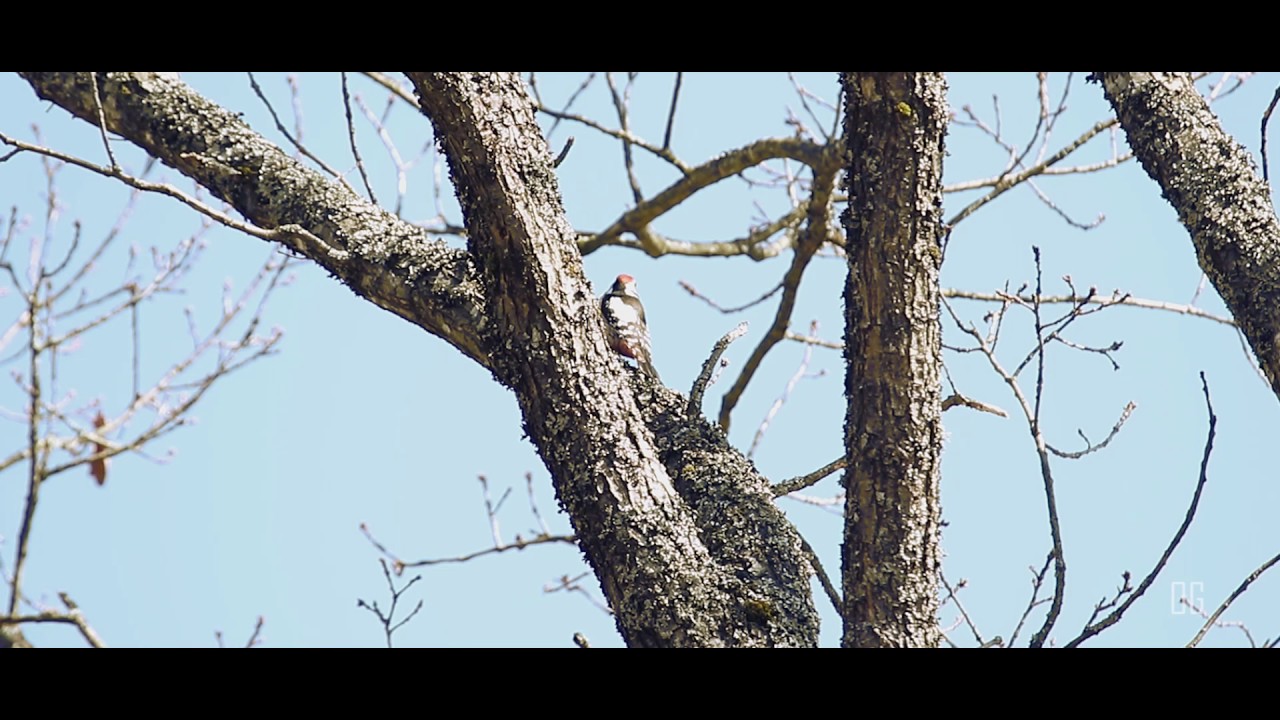 Pic Mar - Dendrocopos medius - Middle Spotted Woodpecker 