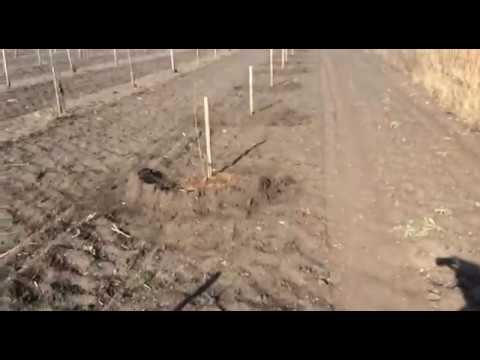 Video: Pesem Rumenemu Orehu - Chufe