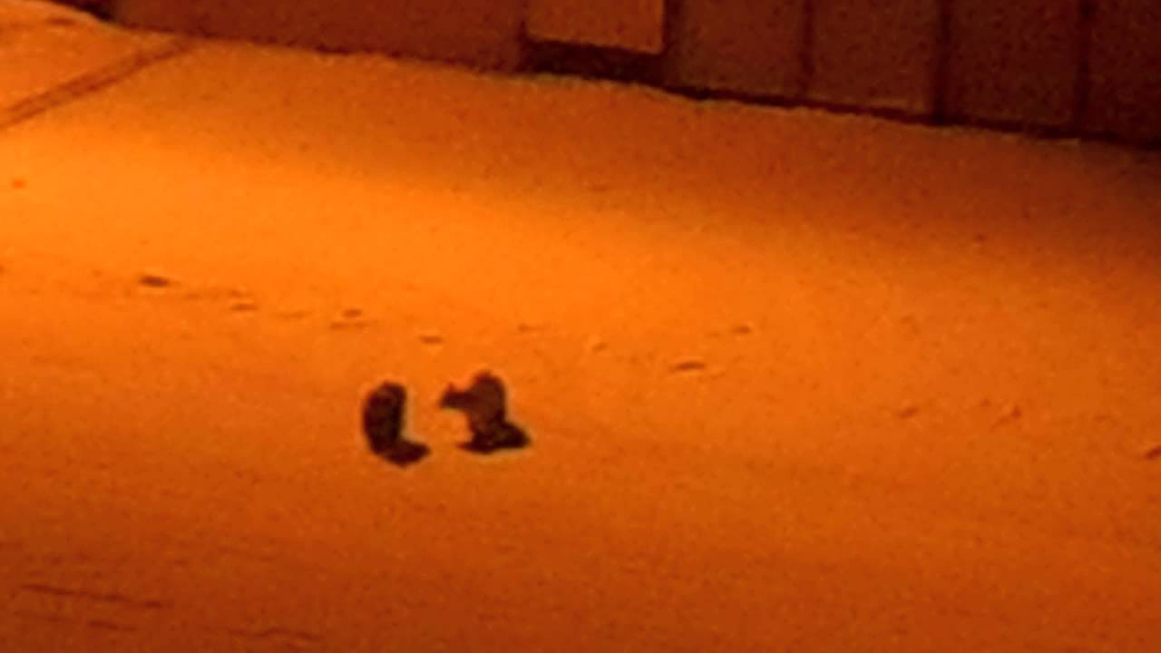 DSCN2103 ХОЗЯИН