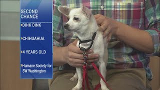 Second Chance Pets: Dink Dink