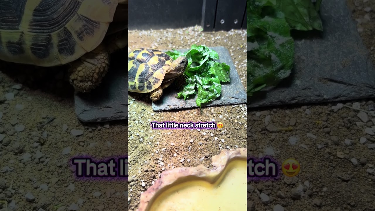 Janet the tortoise is always so excited for her food 😋 