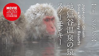 長野　志賀高原　地獄谷温泉の猿　スノーモンキー 4K Jigokudani Onsen Snow Monkey Resorts