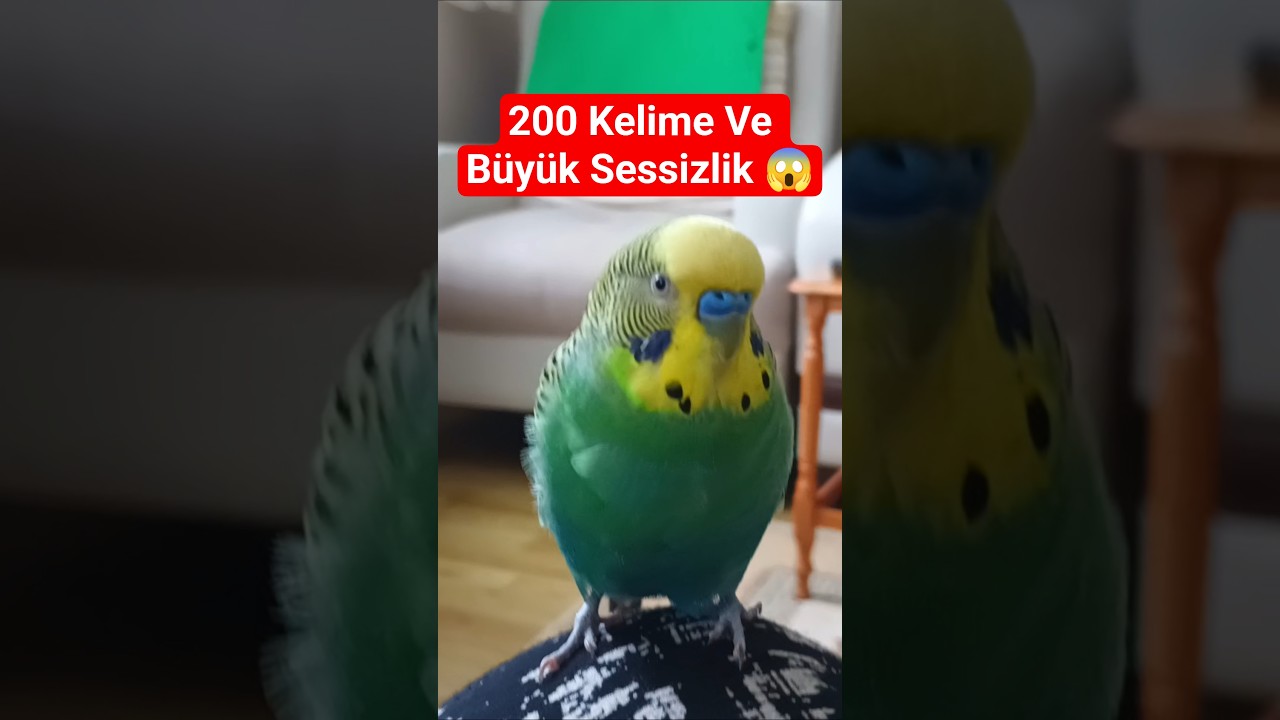 200 kelime ve Büyük Sessizlik :( #budgies #birds #muhabbetkuşu #talkingparot #parrot #birdsong