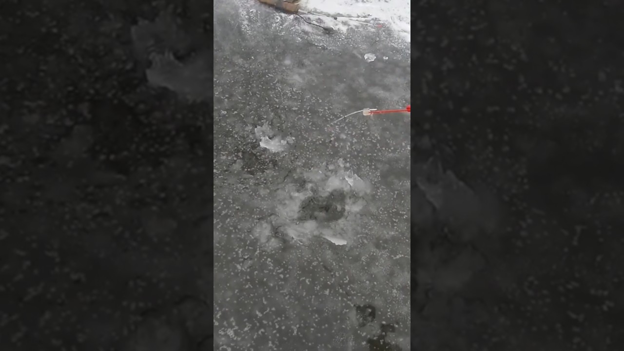 Зимовий окунь на лісовому озері кльов у зимовій казці! 