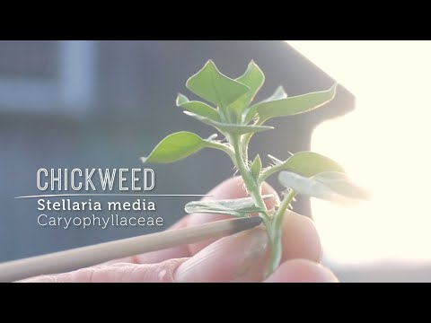 Video: Chickweed Có thể ăn được: Thông tin Sử dụng Chickweed Làm Thực phẩm