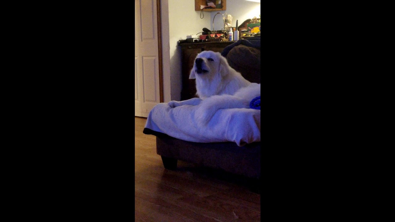 Dog Howling National Anthems