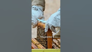 Beekeeping and its impact on biodiversity