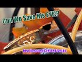 Rescuing a Crested Gecko: Can We Save His Eye?