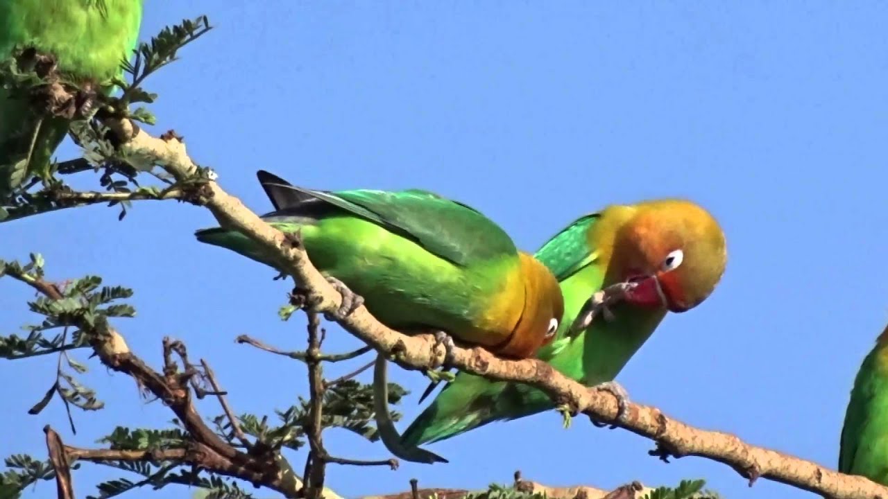 lovebirds and doves in Acacia Farm Lodge, Arusha, Tanzania, Africa
