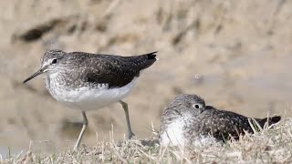 Coppia di Piro-piro culbianco - Pair of Green sandpiper (Tringa ochropus)