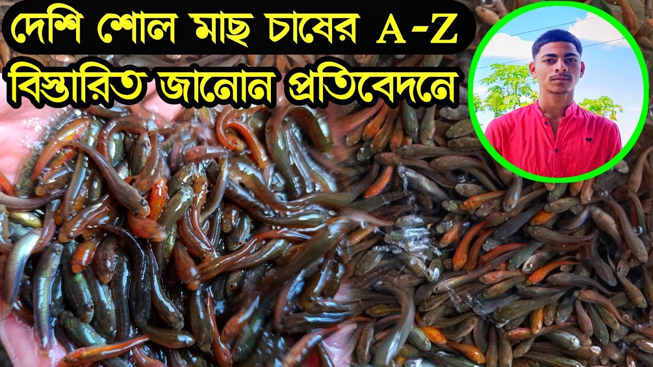 দেশি শোল মাছ চাষের A-Z বিস্তারিত জানোন প্রতিবেদনে||