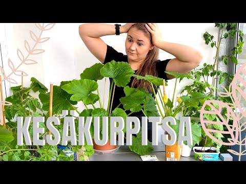 Video: Kesäkurpitsa Kastelu