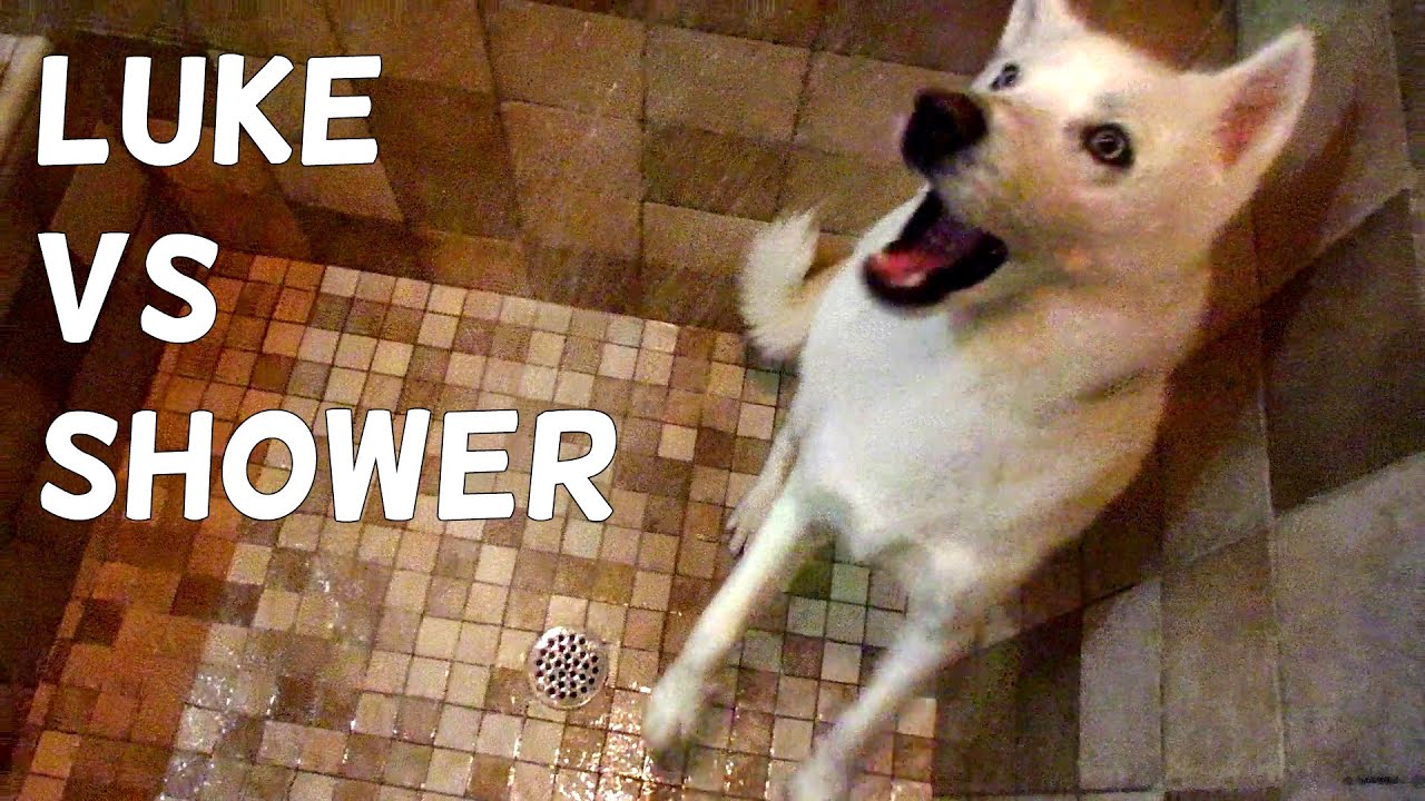 Cute Husky (Luke) vs Shower YouTube