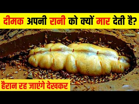 वीडियो: आप रेल संबंधों में दीमक को कैसे मारते हैं?